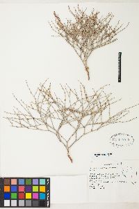 Eriogonum palmerianum image