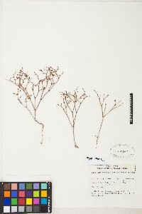 Eriogonum palmerianum image