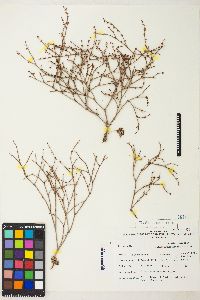 Eriogonum palmerianum image