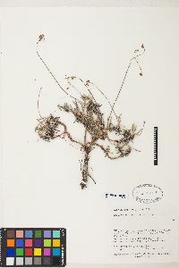 Eriogonum panguicense image