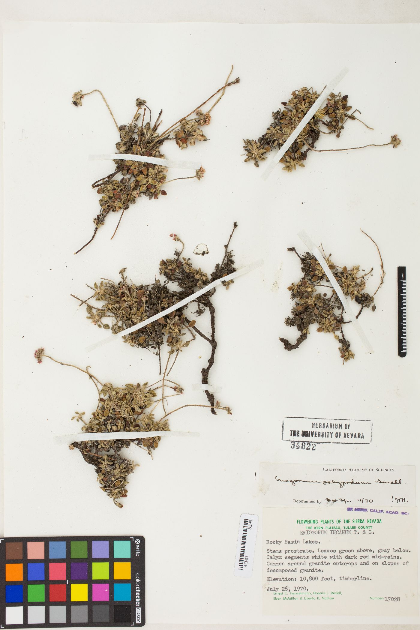 Eriogonum polypodum image