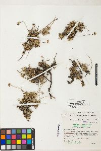 Eriogonum polypodum image