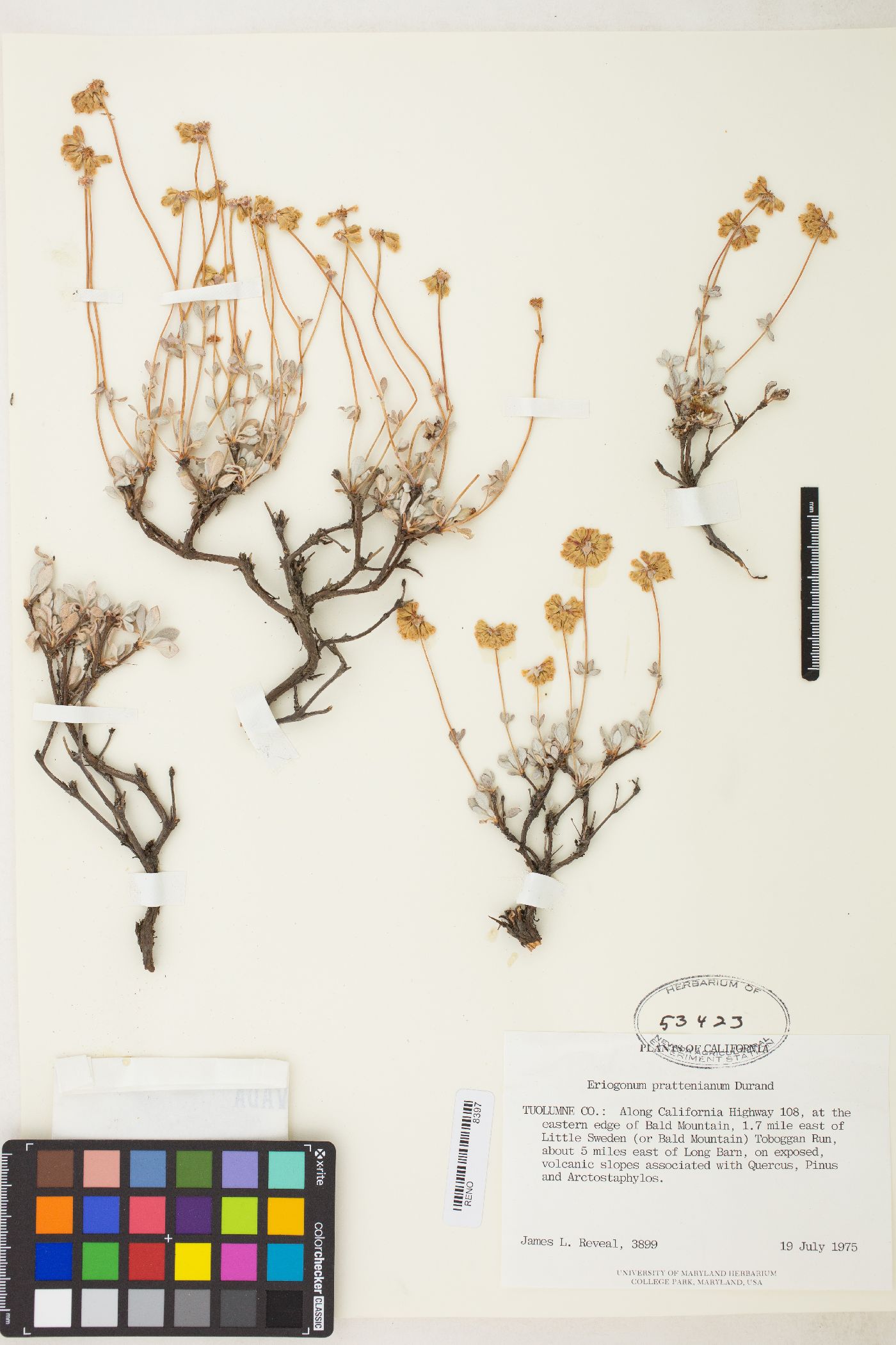 Eriogonum prattenianum var. prattenianum image