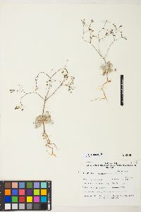 Eriogonum pusillum image