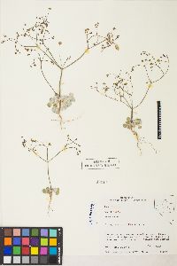 Eriogonum pusillum image