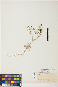 Eriogonum pusillum image