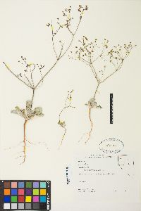 Eriogonum pusillum image