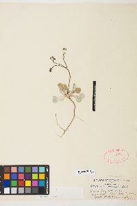 Eriogonum pusillum image