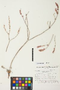 Eriogonum racemosum image