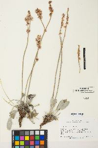 Eriogonum racemosum image