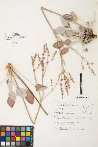 Eriogonum racemosum image