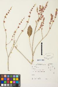 Eriogonum racemosum image