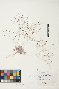 Eriogonum reniforme image