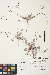 Eriogonum reniforme image