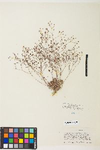 Eriogonum reniforme image