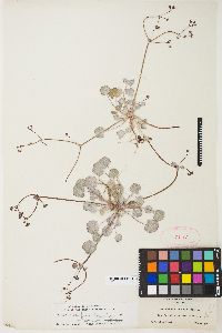 Eriogonum reniforme image