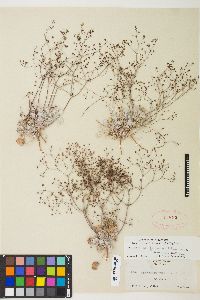 Eriogonum reniforme image