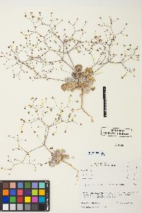 Eriogonum reniforme image