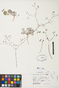 Eriogonum reniforme image