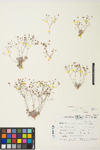 Eriogonum reniforme image