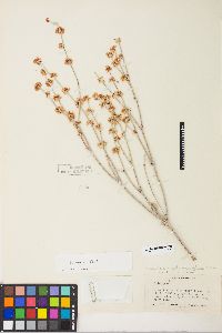 Eriogonum rupinum image