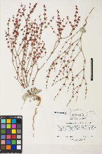 Eriogonum luteolum image