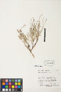 Eriogonum lonchophyllum image