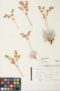 Eriogonum saxatile image