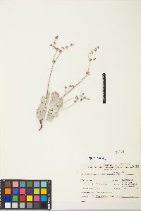 Eriogonum saxatile image