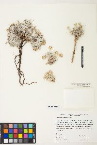 Eriogonum shockleyi image