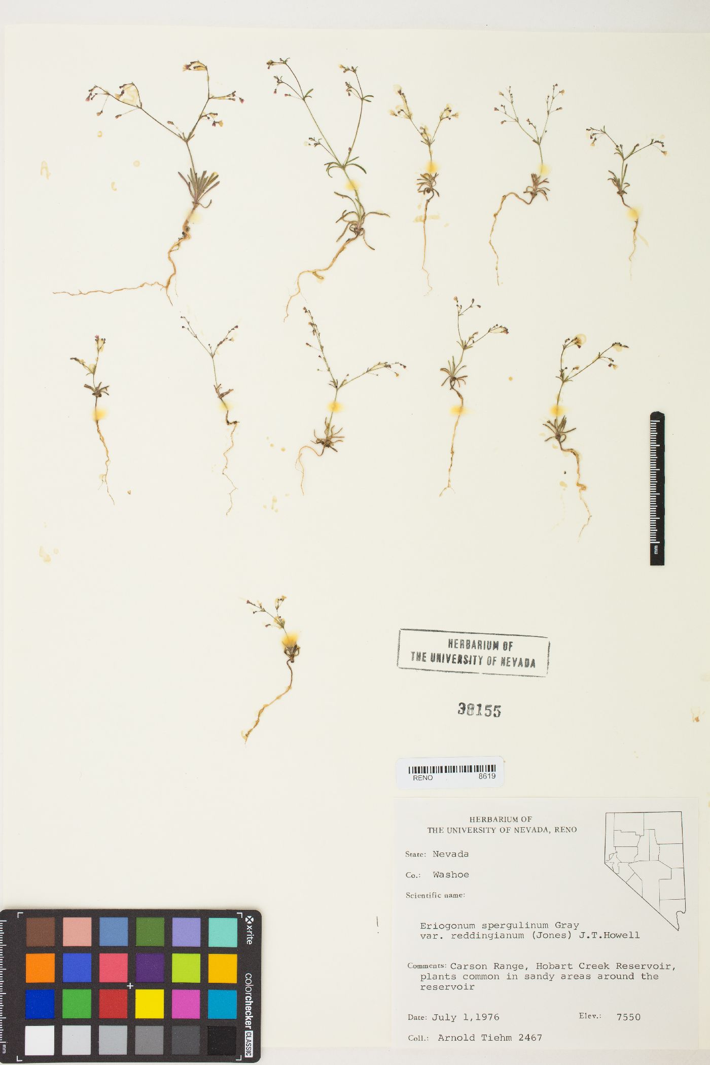 Eriogonum spergulinum image