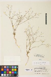 Eriogonum spergulinum image