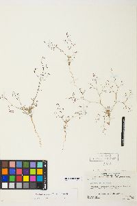 Eriogonum spergulinum image