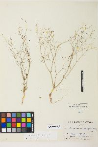 Eriogonum spergulinum var. reddingianum image