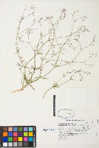 Eriogonum spergulinum image