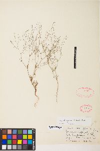 Eriogonum spergulinum var. reddingianum image