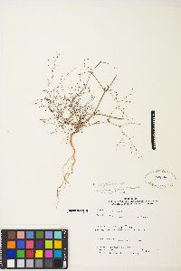 Eriogonum spergulinum image