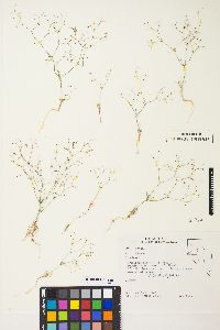 Eriogonum spergulinum var. reddingianum image