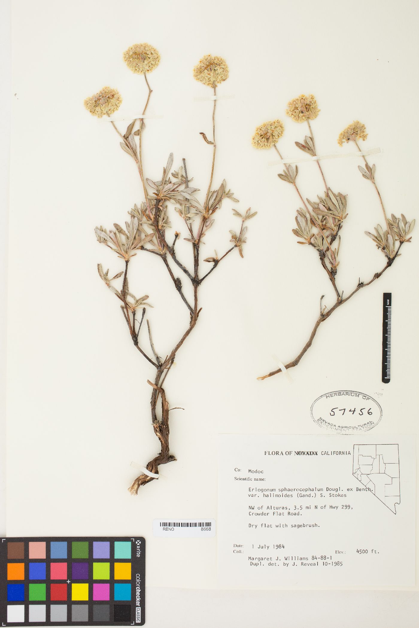 Eriogonum sphaerocephalum var. halimioides image