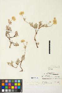 Eriogonum sphaerocephalum image