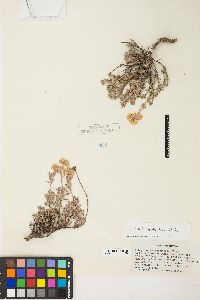 Eriogonum sphaerocephalum var. halimioides image