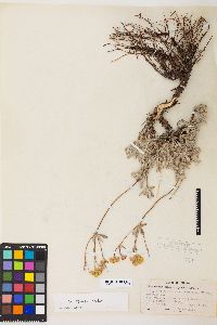Eriogonum sphaerocephalum image