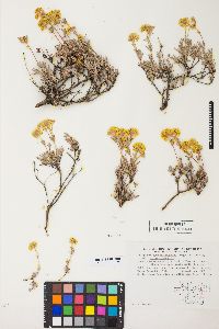 Eriogonum sphaerocephalum var. sphaerocephalum image