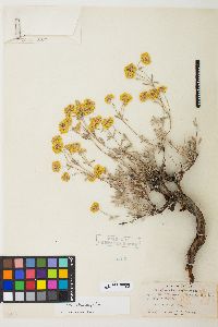 Eriogonum sphaerocephalum image