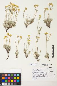 Eriogonum sphaerocephalum image