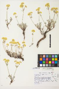 Eriogonum sphaerocephalum var. sphaerocephalum image