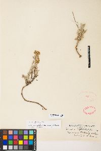 Eriogonum sphaerocephalum image
