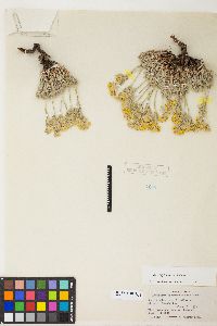 Eriogonum sphaerocephalum var. sphaerocephalum image