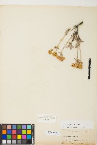 Eriogonum sphaerocephalum image