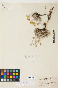 Eriogonum sphaerocephalum image